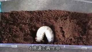 カブトムシ幼虫飼育 発酵マットへ投入 [upl. by Dacie158]