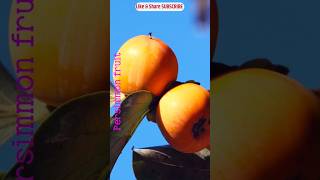 Persimmon Fruits fruit nature persimmon youtube shorts [upl. by Eiramassenav226]