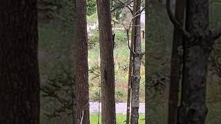 Omg Two Active and Energetic Squirrels Chasing Each Other shortvideo sciuridae rodents animal [upl. by Tisbee]