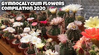 Gymnocalycium Flowers cactus plant in my collection  Gymno blooms  Cactus Flower  2020 [upl. by Adallard]