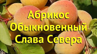 Абрикос обыкновенный Краткий обзор описание характеристик prunus armeniaca Слава Севера [upl. by Rattan9]