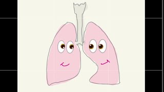 Physical Properties of the Lungs  lung compliance  elasticity  surfactant فسلجة الجهاز التنفسي [upl. by Varney259]