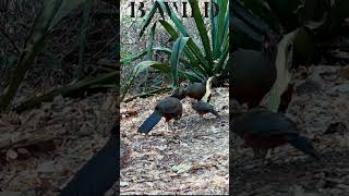 Chachalaca Nayarit Mexico bwild [upl. by Yerfoeg]