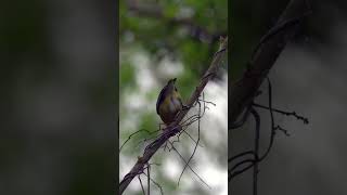 A Prothonotary Warbler shows us all sides birdwatching wildlife nature birds mageemarsh [upl. by Jarrid]