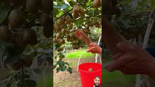 kiwifruit fruit kiwi farm kiwi satisfying [upl. by Eelsew]