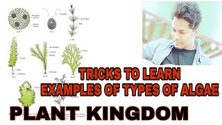 Trick to Learn the examples of phaeophyceae chlorophyceae rhodophyceae in 5 min types of algae [upl. by Hennahane]