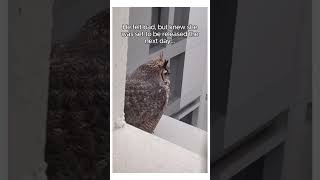 This owl needed help wholesome cute animals story shorts owl [upl. by Pattin]