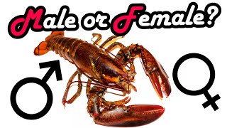 Lobster  Male or Female  How to decide [upl. by Isaac]