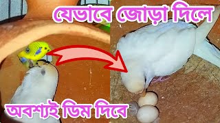 বাজরিগার পাখি জোড়া দেওয়ার কৌশল । পাখি ডিম দিতে বাধ্য । বাজরিগার পাখি পালন । [upl. by Justen]