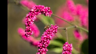 Kiss Me Over the Garden Gate Persicaria orientalis [upl. by Colleen136]