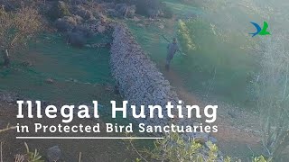 Illegal Hunting in Buskett amp Comino [upl. by Breena453]