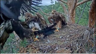 Imperial Eagles  Altyns Double Magpie Delivery After Incredible Chase Eaglets Eat Well 😊 72524 [upl. by Tatiania]