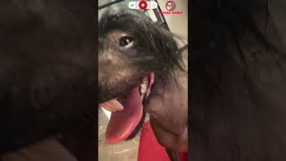 Laugh Attack 😂  Furocious Funny Face 🐾😛 shorts pets funny [upl. by Ennaitak]