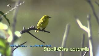 Yellow Warbler dendroica petechia in Yellowstone NP [upl. by Clarance371]