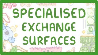 GCSE Biology  Specialised Exchange Surfaces [upl. by Enaamuj934]