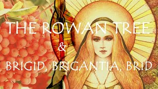 Around the Grove  Rowan  2024  Brigid Brigantia Brid [upl. by Nosnor]