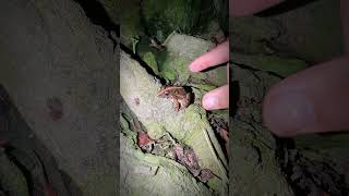 catching and touching froggy for fun  jumping frog laugh  funny frog jumping [upl. by Jaworski]