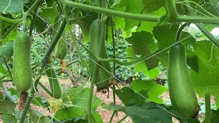 Harvesting winter melon  Winter melon growing [upl. by Phenica]