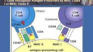 T Cell Activation and Control [upl. by Aisilef]