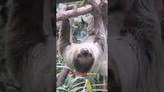 Amazing animals of Amazon rainforest amazonrainforestjaguarharpyeagleslothfascinatinganimals [upl. by Hanshaw204]