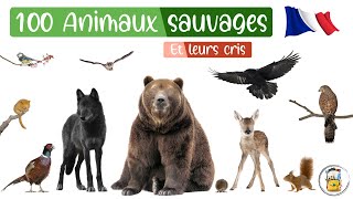 100 Animaux Sauvages En Français  Les Cris Des animaux Et Les Noms Des Animaux Pour Les Enfants [upl. by Leifeste870]