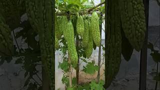 How to Grow Bitter Gourd Plant at Home plants farming shorts [upl. by Auginahs]