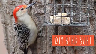 DIY Make Your Own Suet for Birds [upl. by Stretch956]