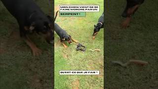 Un SERPENT a mordu mon chien [upl. by Raveaux]