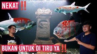 COMTANK PREDATOR SADIS PALING FRONTAL‼️NEKAT GABUNGKAN IKAN PREDATOR DRAKULA DAN PEMANGSA SADIS [upl. by Azaleah817]