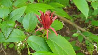 Calycanthus floridus sazaník květnatý [upl. by Annavaj343]