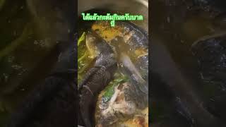 fishing food ต้มปลาค้อshorts [upl. by Ohare]