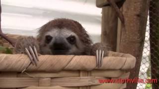 Baby Sloths Squeak for Their Cuddle Partners in Adorable Video [upl. by Colas]