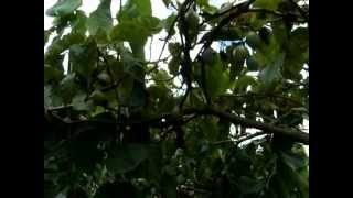 Video Plagas del tomate de àrbol 037avi [upl. by Tehc600]