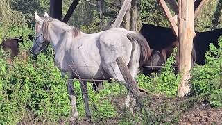 20241012 LJUBLJANA Ljubljansko Barje HAUPTMANCA PERISSODACTYLA Equus caballus KONJ [upl. by Kazmirci]