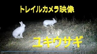 エゾユキウサギ トレイルカメラに映った 8月から12月 夏毛から冬毛に Mountain Hare Lepus timidus ainu [upl. by Nuahsak665]