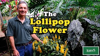 The Lollipop Plant  Easy to Grow and Almost Always in Flower [upl. by Ravel]