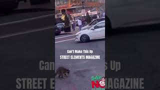 This raccoon is on the Fetty Wap streetelementsmagazine [upl. by Imray]