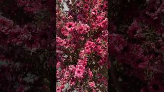 Leptospermum scoparium  Manuka Tea Tree ‘Gaiety Girl’ teatree leptospermum manuka [upl. by Michail]