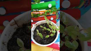 Celosia Plant Seeds Grow Day 22 trending gardening celosiaplant [upl. by Aneladgam]