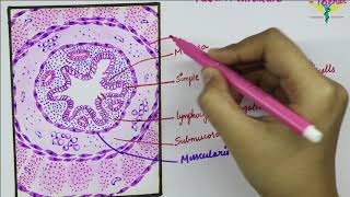 Histology of Vermiform Appendix [upl. by Neiviv]