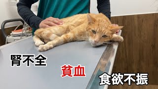 ２５０ ボール遊びが上手な猫目薬が日課の猫やまびこかと錯覚する猫の鳴き声腎不全で入院中の新茶君の面会 [upl. by Aeslahc]