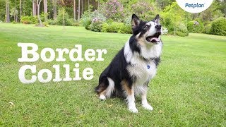 Border Collie Dog Breed Lifespan Temperament amp more  Petplan [upl. by Eardna]