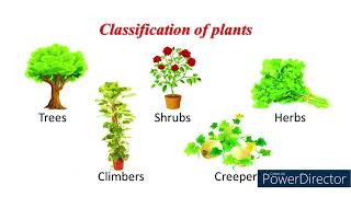 Classification of Plants  Grade 3  Science  Concept Video  1000StepsSriShakthi [upl. by Priest288]