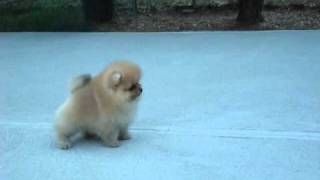 AKC Pomeranian Puppy  Benjamin at 8 weeks old [upl. by Gintz478]