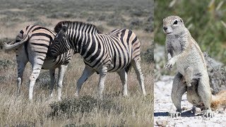 NAMIBIE Etosha NP La Saison des Amours Mating Season [upl. by Aryn676]