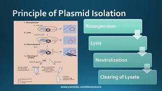 PLASMID DNA EXTRACTION By ALKALINE METHOD WITH VARIATIONS [upl. by Antoni]