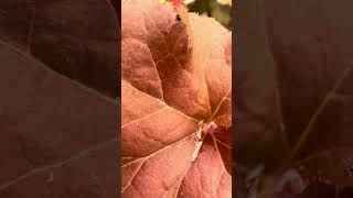 Beautiful  Heuchera Orangeberry nature flowers plants [upl. by Hollerman891]