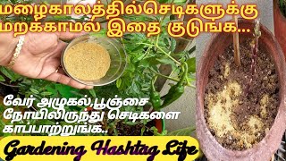 Organic fungicide மழை காலத்தில் செடிகளை நோயிலிருந்து பாதுகாக்க இந்த பவுடரை பயன்படுத்துங்க [upl. by Sitrik235]