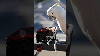 Teaching Cockatoos to raid rubbish bins [upl. by Ulric]