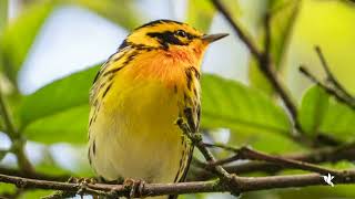 Blackburnian Warbler Dendroica fusca [upl. by Nakasuji]